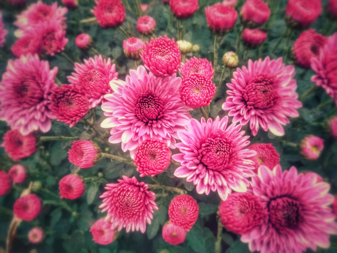 Chrysanthemum.