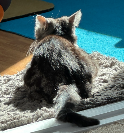 따뜻한 햇빛이 들어오는 창가 앞 러그 위에서 식빵 자세로 쉬고 있는 회색 고양이 뒷모습