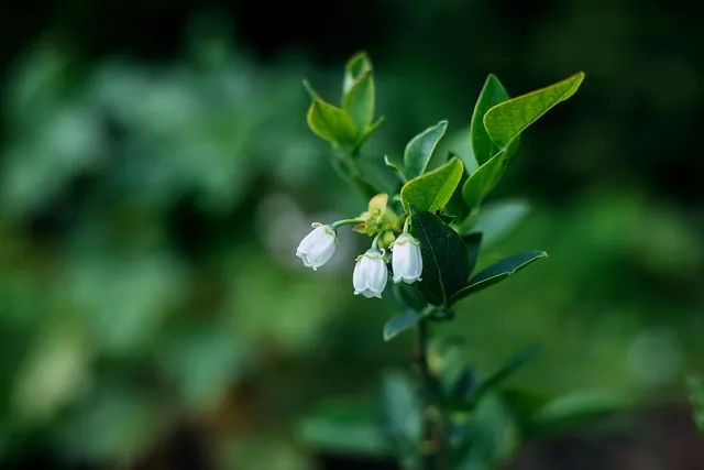 7월 25일 성 야고보 사도 축일과 순교정신_7