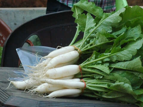 무우 효능과 부작용 8가지