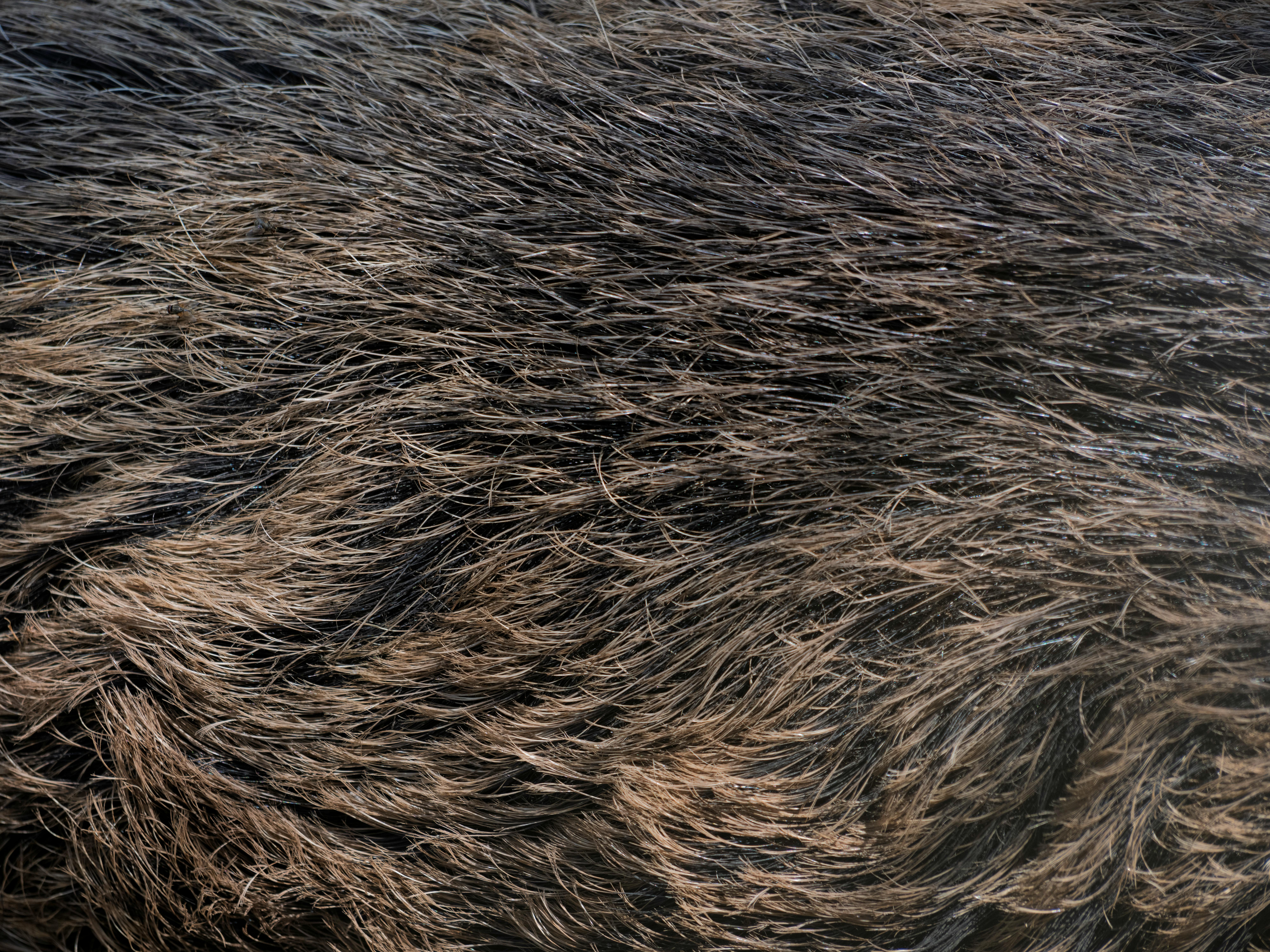 동물의 똥을 치우는을 상징하는 이미지