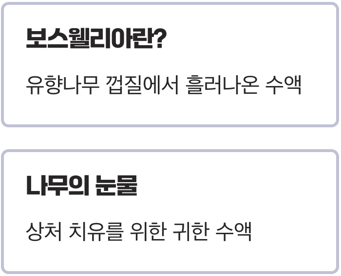 &amp;#39;유향나무&amp;#39;의 눈물&amp;#44; 보스웰리아