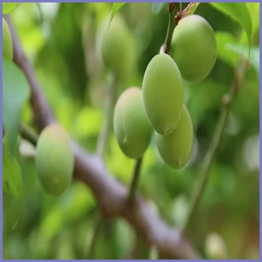 매실-효능