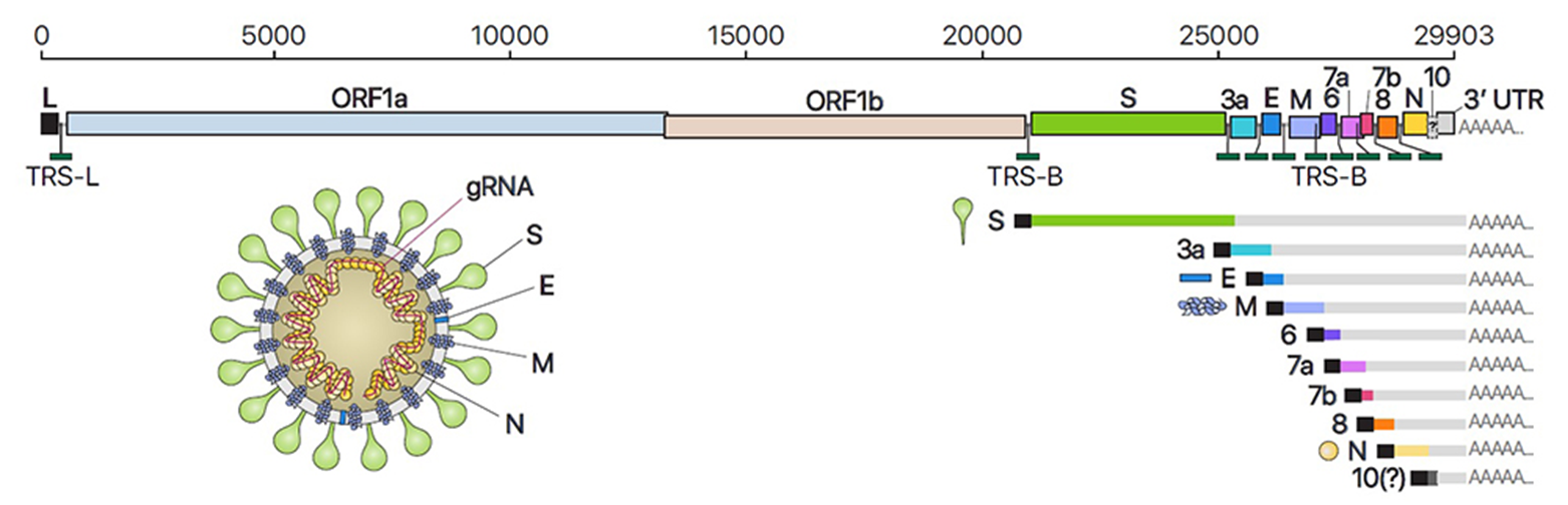 COVID-19 schematic diagram of virus particle structure