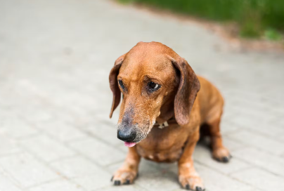앉아있는 강아지
