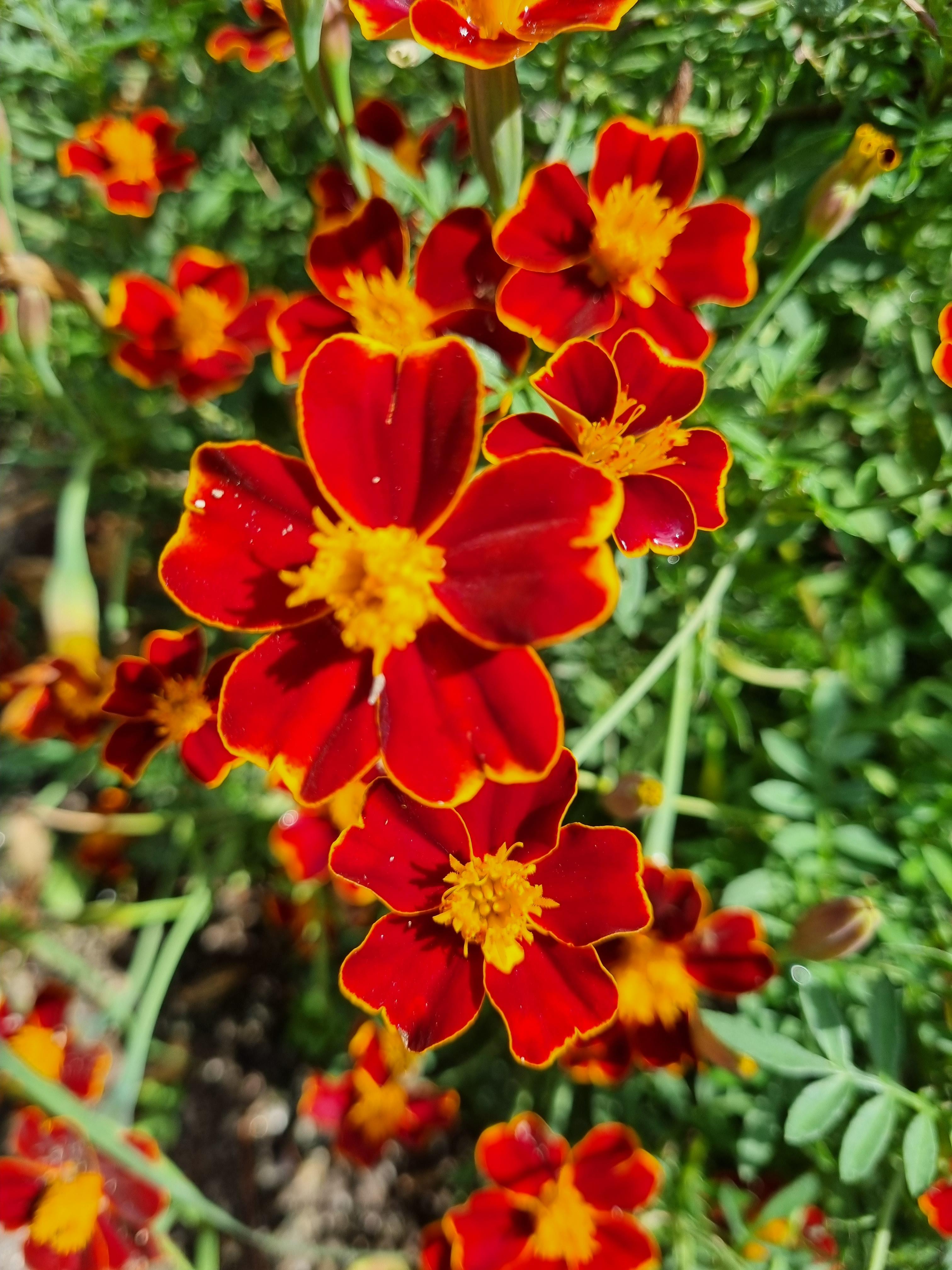 붉은 금잔화 꽃 클로즈업 이미지