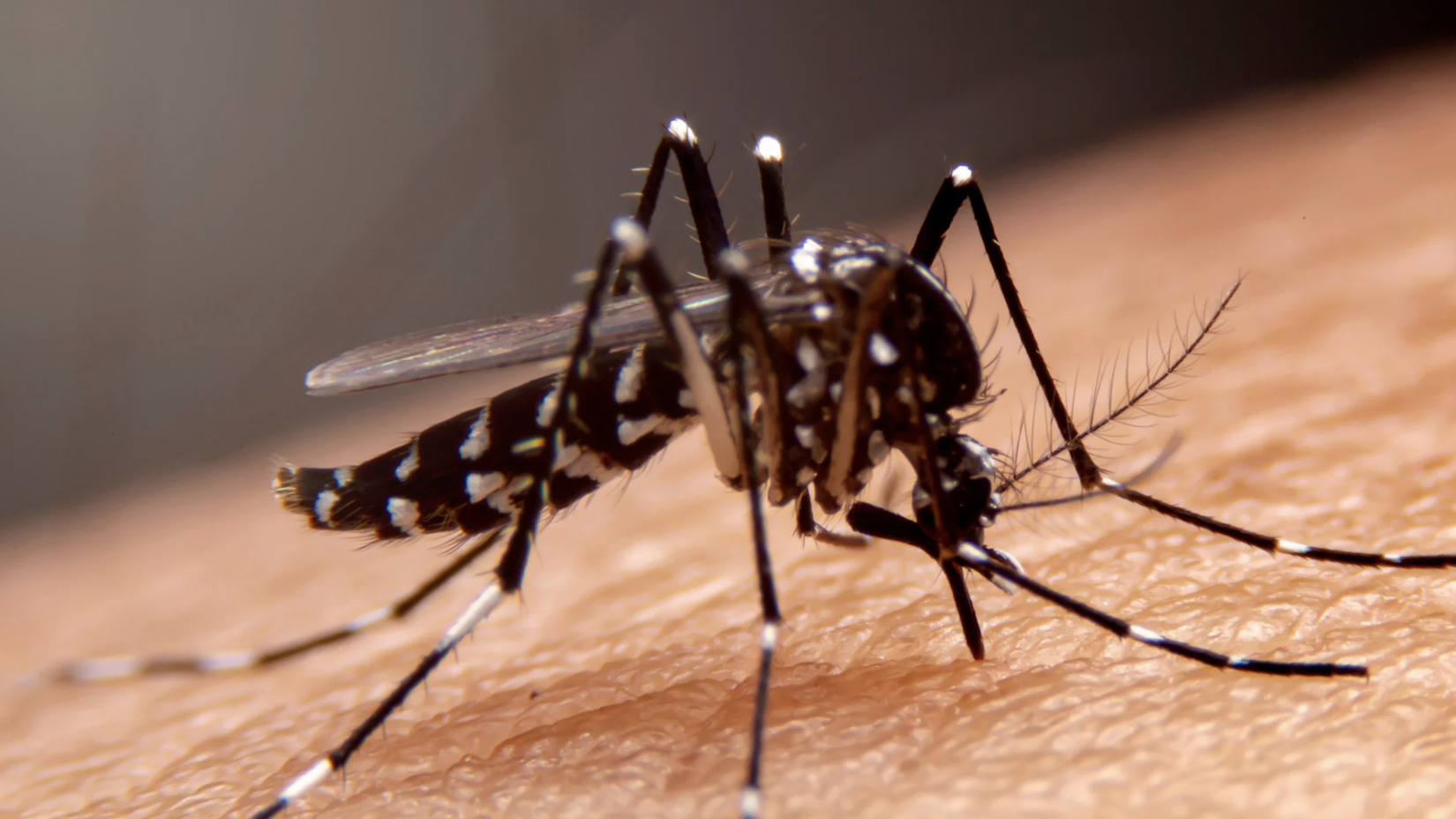 말라리아 예방약