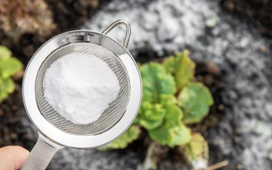 곰팡이 제거 방법: 베이킹소다 활용