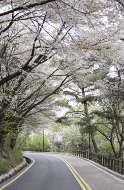 석촌호수 주차장및 실시간 영상, 서울 벚꽃명소TOP10