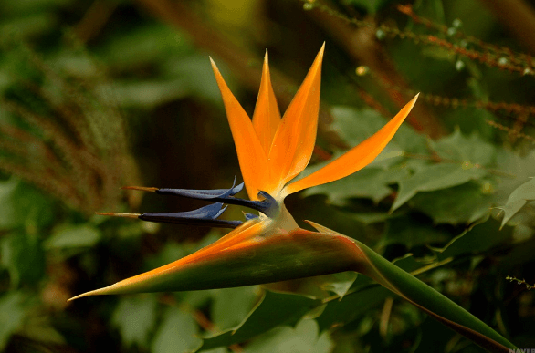 극락조 여인초 키우기 꽃말 물주기