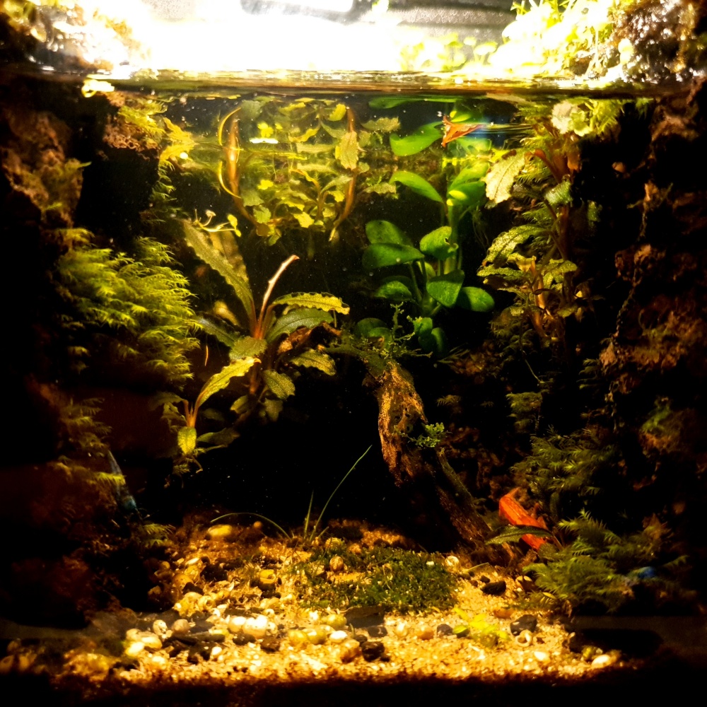 15큐브 수초어항