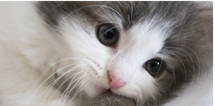 고양이