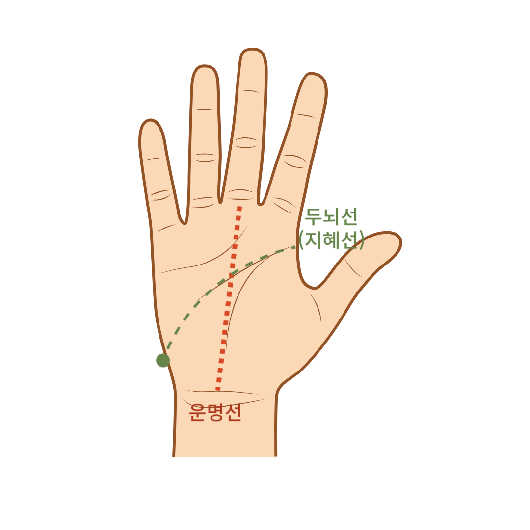 생명선-두뇌선-지혜선