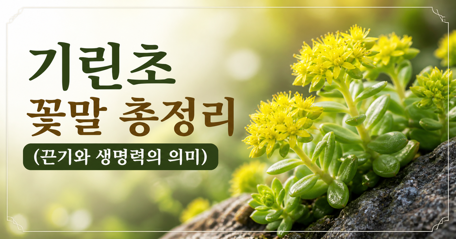 기린초 꽃말