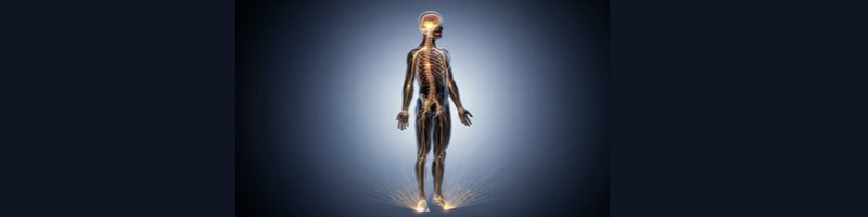 바가락과 더부신경 미주신경의 상호작용을 보여주는 이미지