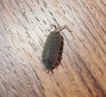 만지면-동글동글-해지는-쥐며느리가-거실-바닥을-기어다니는-모습