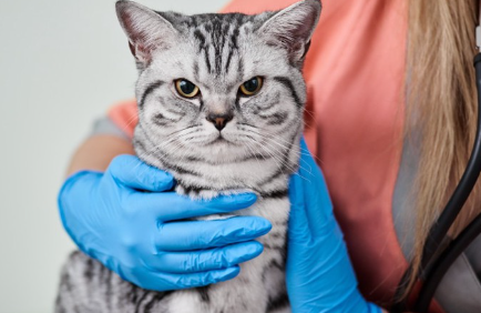 수의사와 고양이.