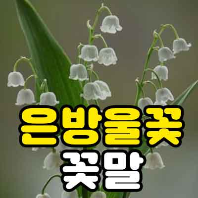 은방울꽃 꽃말 부케 가격