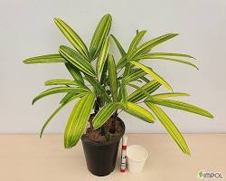 관음죽 서황금 이미지 사진 