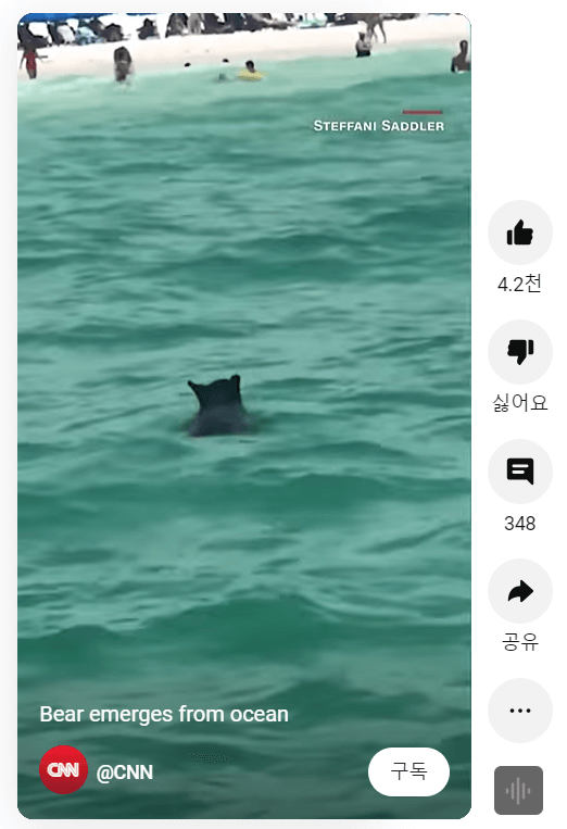 미국 해수욕장 곰 출몰