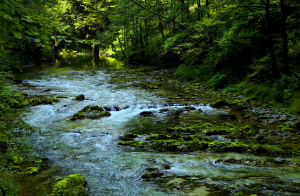 도시 숲의 크기와 기후 조절 효과의 상관관계: 작은 숲과 대규모 녹지의 역할 비교