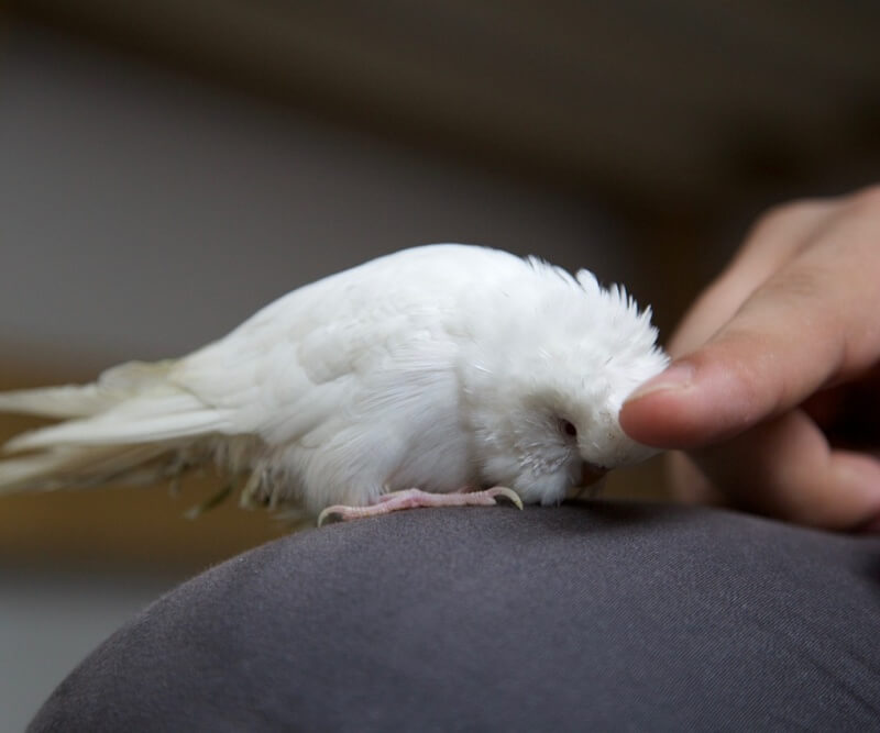 사람 손가락과 하얀 새 사진