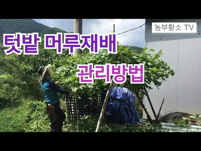머루 재배 덩굴 유인 전정 관리 당도 올리기_1