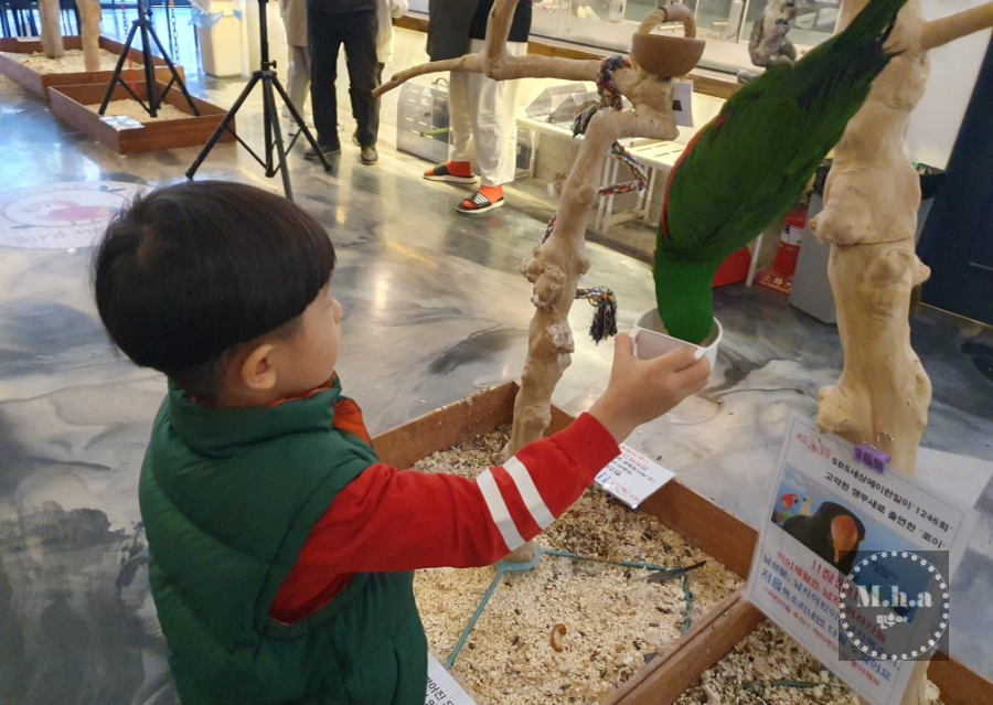 배곧 버드 힐링 앵무새 체험