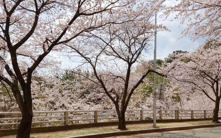 벚꽃축제 /부산 벚꽃 드라이브 코스 /숨은 벚꽃명소