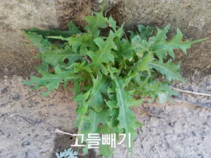 씀바귀 고들빼기 차이점 효능 비교_4
