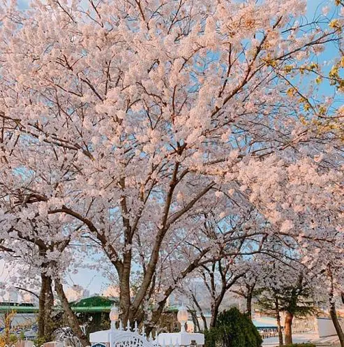 한정식 보석돌, 엄마의 정원