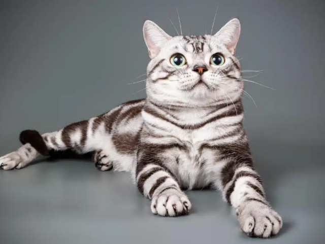 아메리칸 쇼트헤어