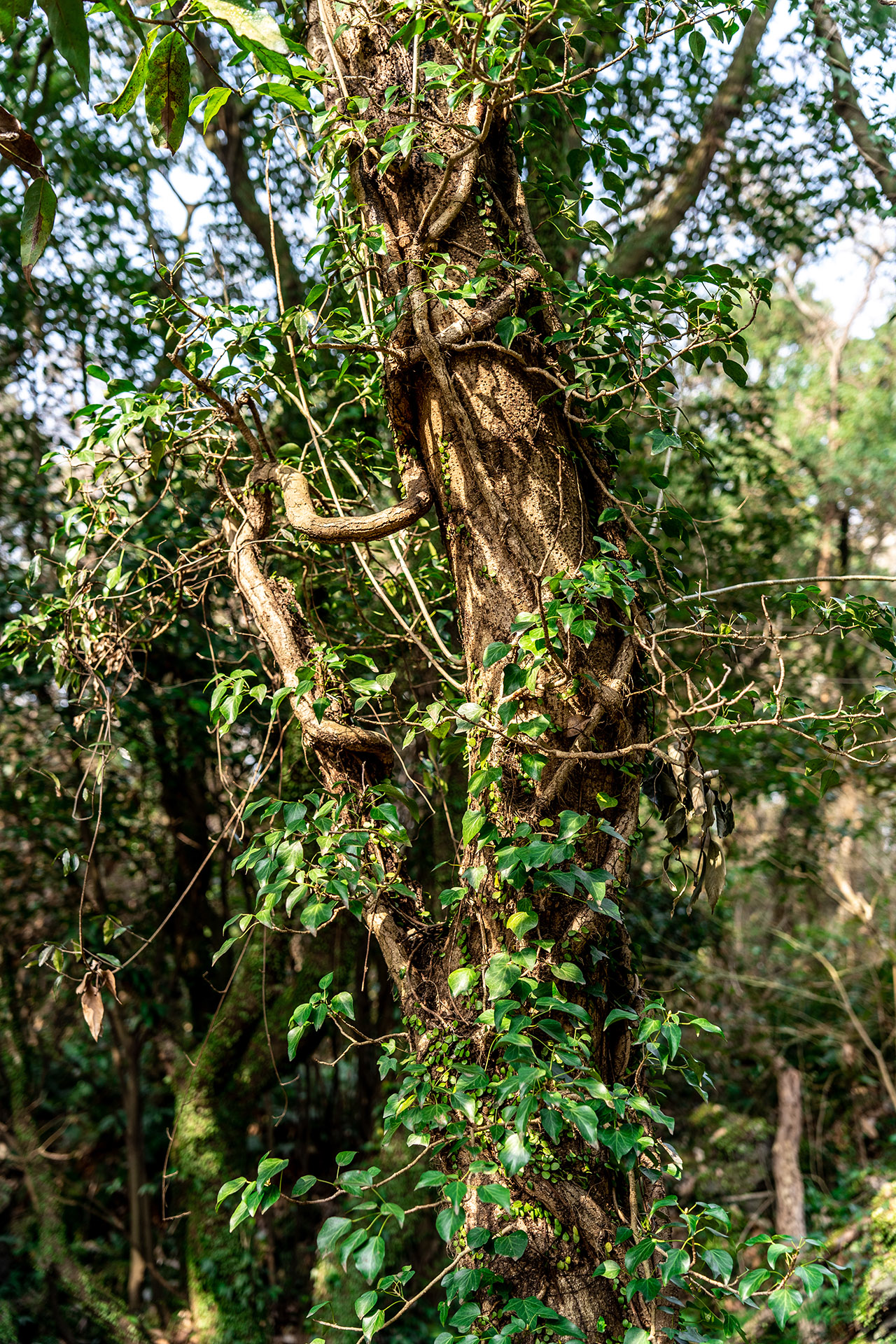 환상숲 곶자왈 공원