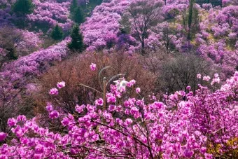 경기도 봄 여행지 추천 10곳 완벽 코스 가이드북_6
