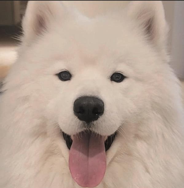 복제 사례: 사랑의 연장