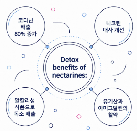 천도 복숭아 효능