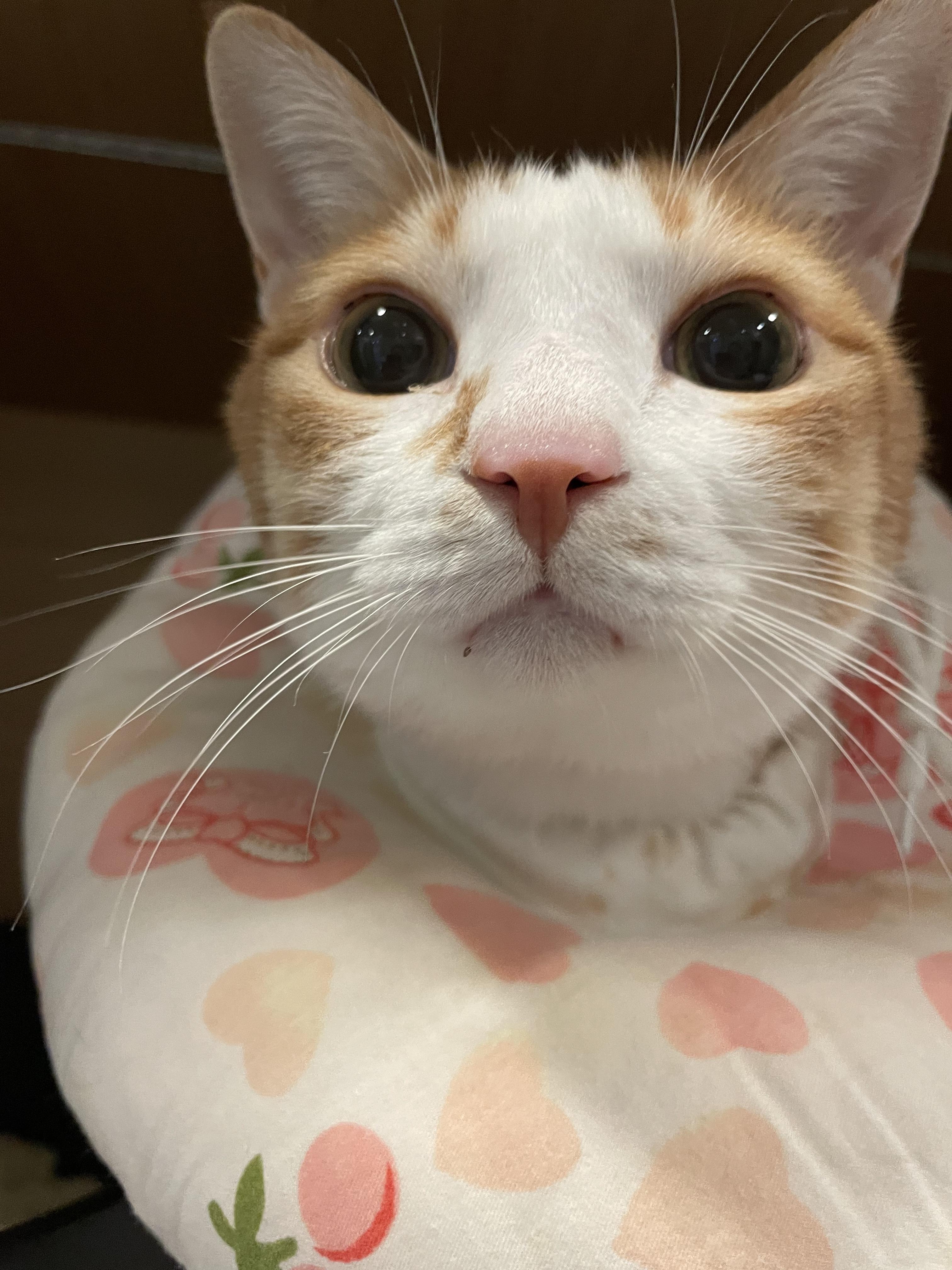 병원_넥카라로_바꿔_하고_있는_입원하고_있는_호야