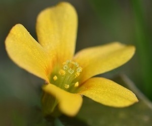 겨울에 피는 꽃 사랑초