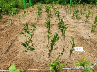 차나무 재배 잎 따기 시기 그늘 재배 향 유지_29