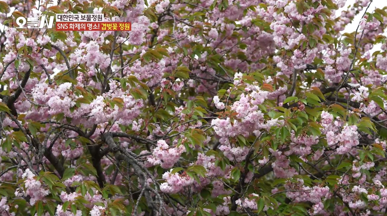 오늘N 겹벚꽃정원 속 활짝 핀 겹벚꽃