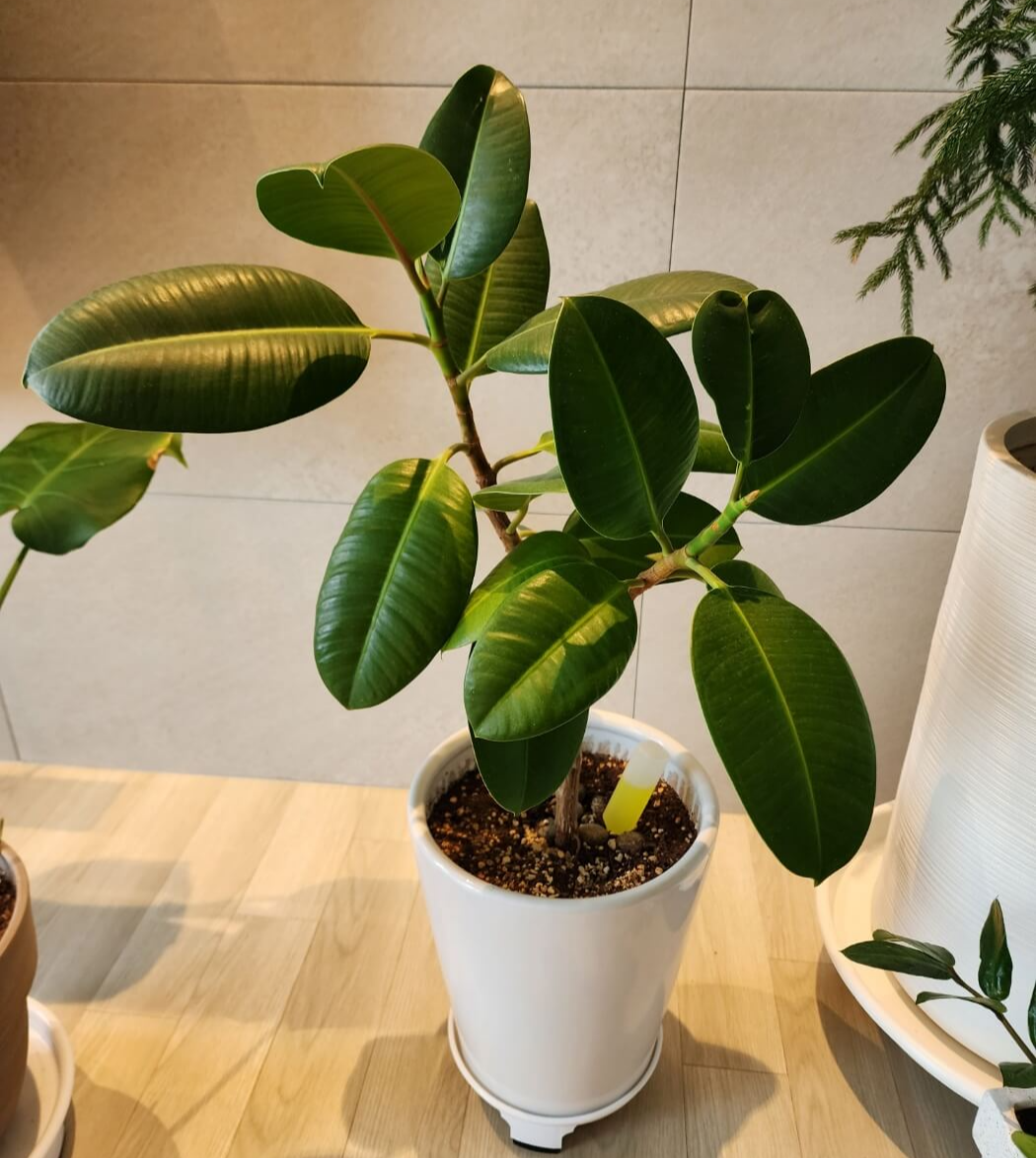 한줄기에서 두개의가지로 뻣어나가는 수형의 인도고무나무