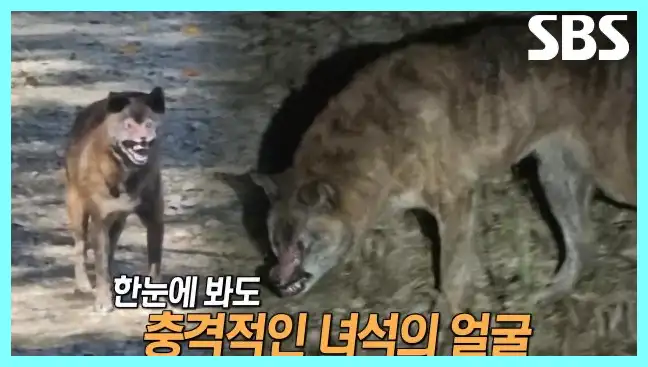 동물농장 재방송 시간 다시보기