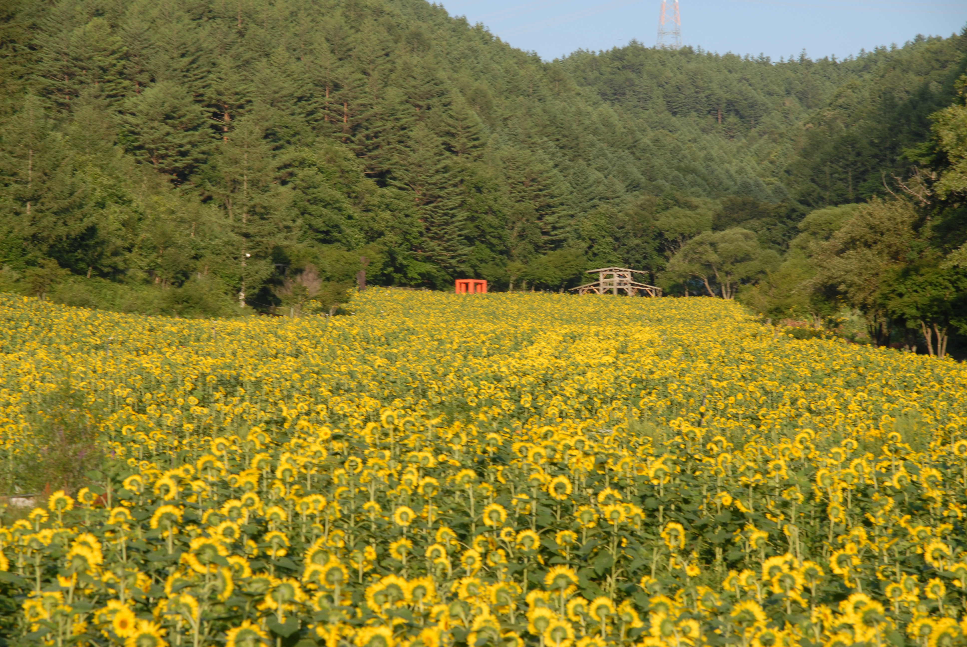 구와우마을 해바라기 축제