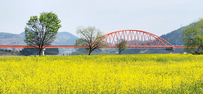 전남 구례 – 섬진강변 유채꽃 & 자전거길