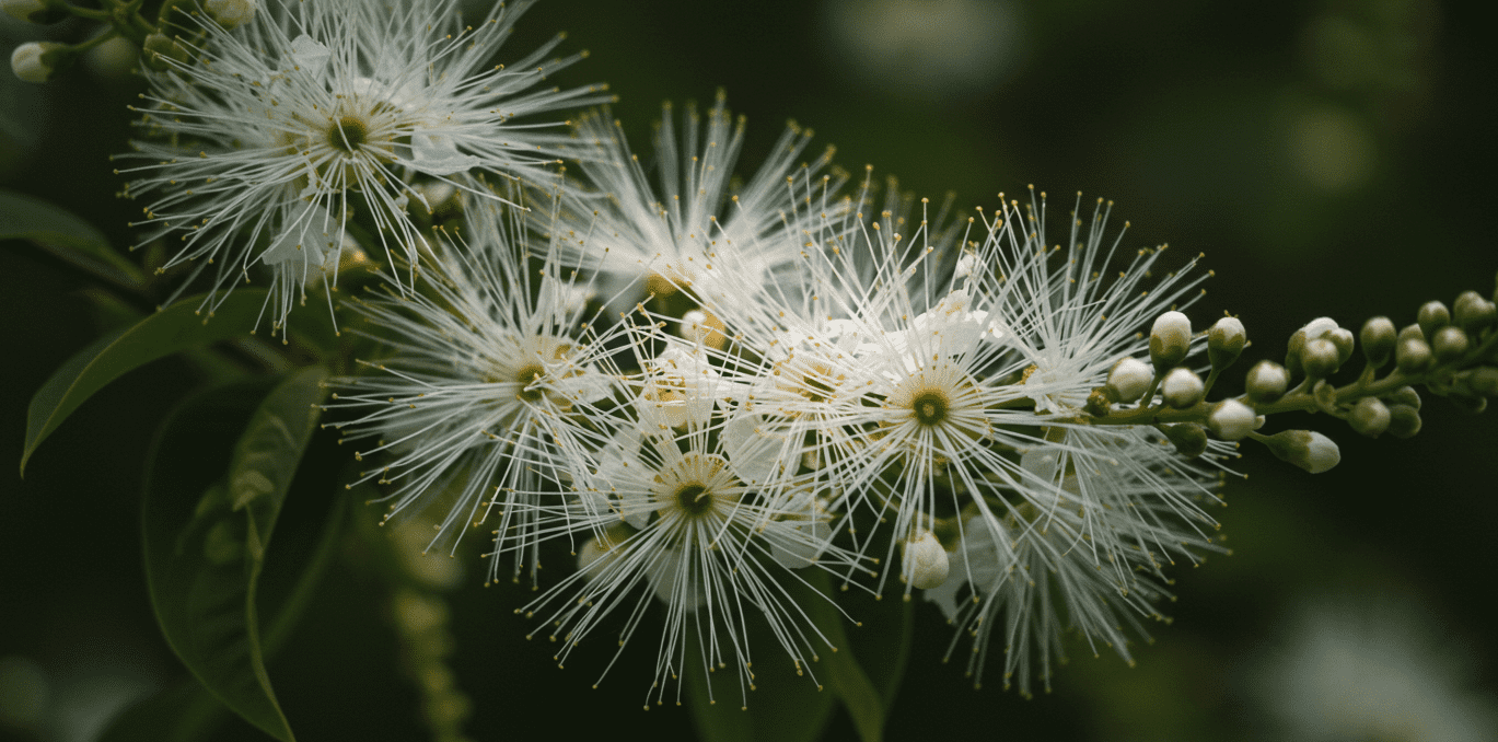 청주 이팝나무길 꽃구경 명소