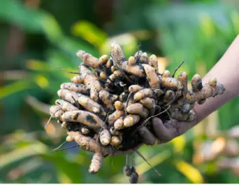 울금 효능 및 영양성분, 부작용과 주의점