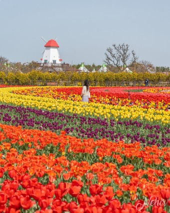 신안 임자도 큘립축제