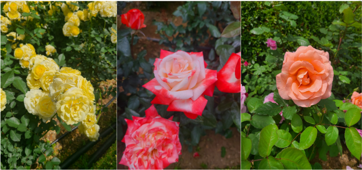 부천 백만송이 장미축제