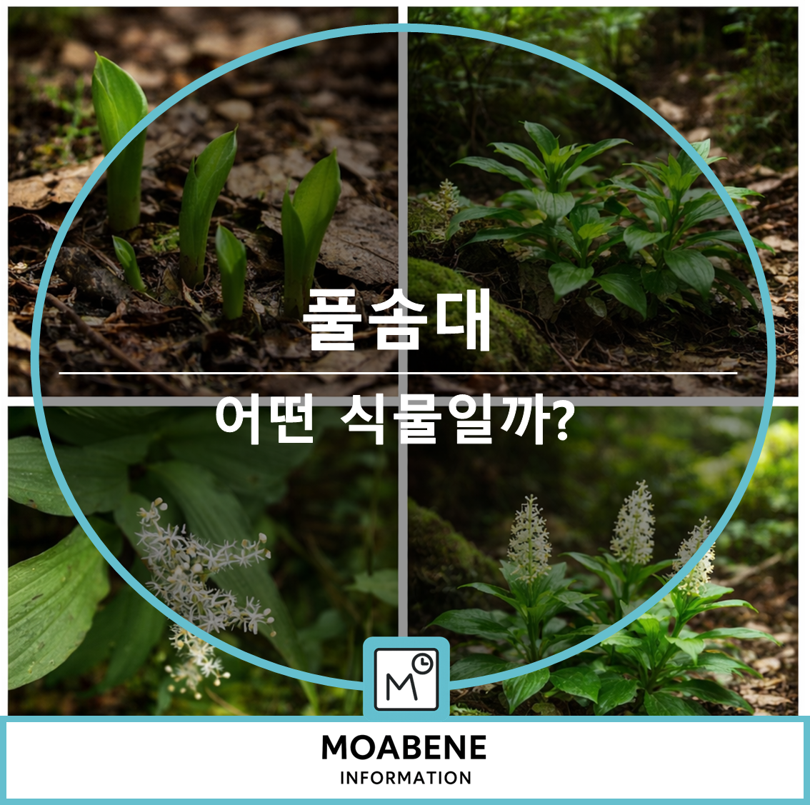 풀솜대 특징과 개화 시기, 닮은 식물과 구별 포인트까지 한눈에 보기