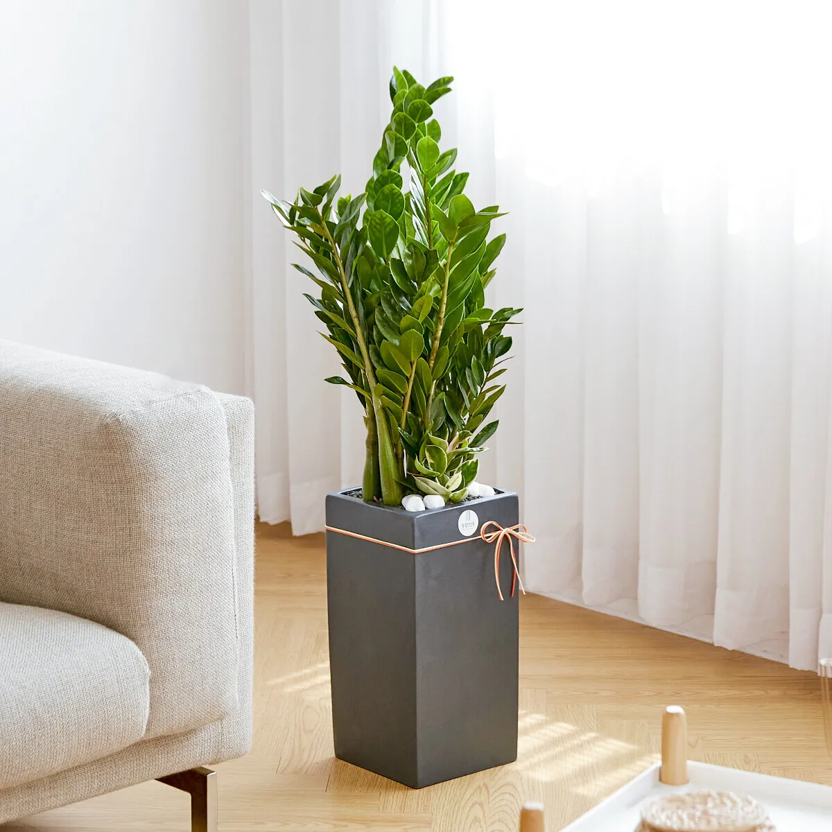 금전수 물주기 과습예방 배수층 만들기 흙선택 시니어도 편한 관리_6